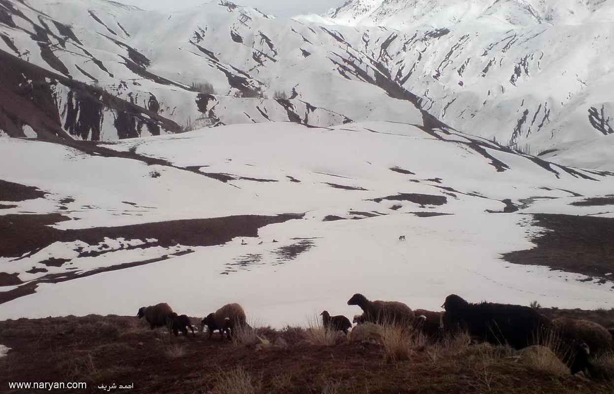 Ahmas_sharifKazemi90-91 (17).JPG